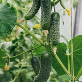 Snackgurka 'Kaikura' F1