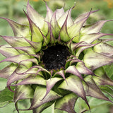 Solros 'Sunfill Purple' F1