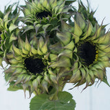 Solros 'Sunfill Purple' F1