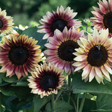 Solros 'Strawberry Blonde'