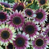 Solros 'Strawberry Blonde'