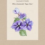 Sommarflox 'Sugar Stars'