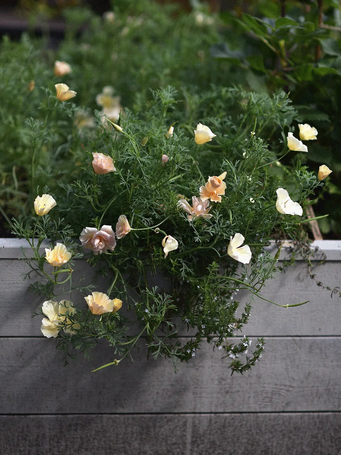 Yalangoch xojayin va qul Jinsiy aloqa sohasidagi eng yaxshi 50 ta aktrisa