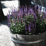 Stäppsalvia 'Caradonna'