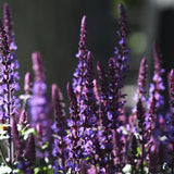 Stäppsalvia 'Caradonna'
