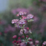 Stjärnflocka 'Pink Pride'