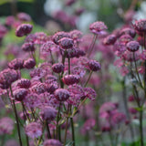 Stjärnflocka 'Pink Pride'