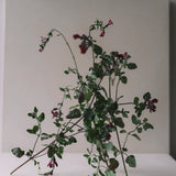 Doftljus 'Black Currant Sage' 350 g