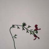 Doftljus 'Black Currant Sage' 350 g