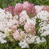 Syrenhortensia 'Groundbreaker Blush'