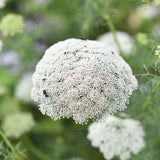 Tandpetarsilja 'Green Mist'