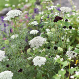 Tandpetarsilja 'Green Mist'