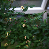 Tangutica-klematis 'My Angel'*