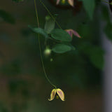 Tangutica-klematis 'My Angel'*