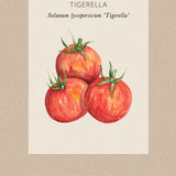 Tomat 'Tigerella'
