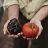 Tomatnäring för Godare Tomater