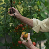 Tomatnäring för Godare Tomater