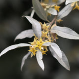 Doftljus 'Silverberry' 350 g