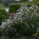 Trebladspira