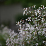 Trebladspira