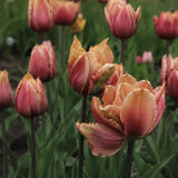 Tulpan 'Callahan'