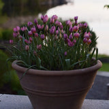 Tulpan 'Daniella'