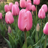 Tulpan 'Pink Impression' EKO