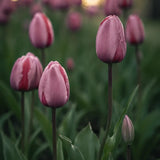 Tulpan 'Pink Pride'