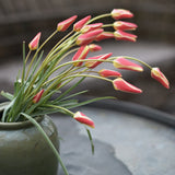 Vildtulpan ‘Chrysantha’