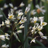 Tulpan 'Turkestanica'