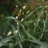 Tulpan 'Turkestanica'