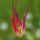 Spindeltulpan 'Acuminata'