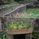 Spindeltulpan 'Acuminata'