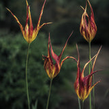 Spindeltulpan 'Acuminata'