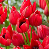 Tulpan 'Francisca'