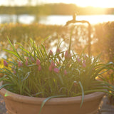 Tulpan 'Daniella'