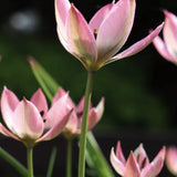 Tulpan 'Danique'