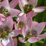 Tulpan 'Danique'