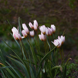 Tulpan 'Hilde'