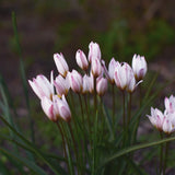 Tulpan 'Hilde'