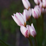 Tulpan 'Hilde'