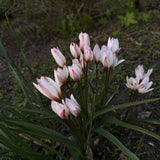 Tulpan 'Hilde'