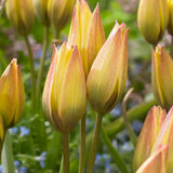 Tulpan 'Lucca'