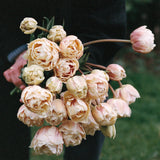 Tulpan 'Montreux'