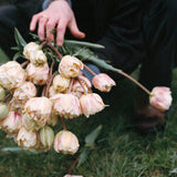 Tulpan 'Montreux'