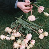Tulpan 'Montreux'