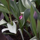 Tulpan 'Persian Pearl'