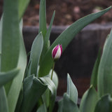 Tulpan 'Persian Pearl'