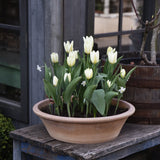 Tulpan 'Purissima'