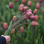 Zetas egna tulpan 'Purple Rain', Tulipa 'Purple Rain'